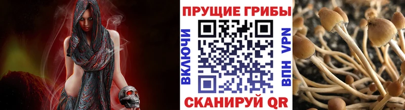 Купить где  Красково  Псилоцибиновые грибы мицелий 